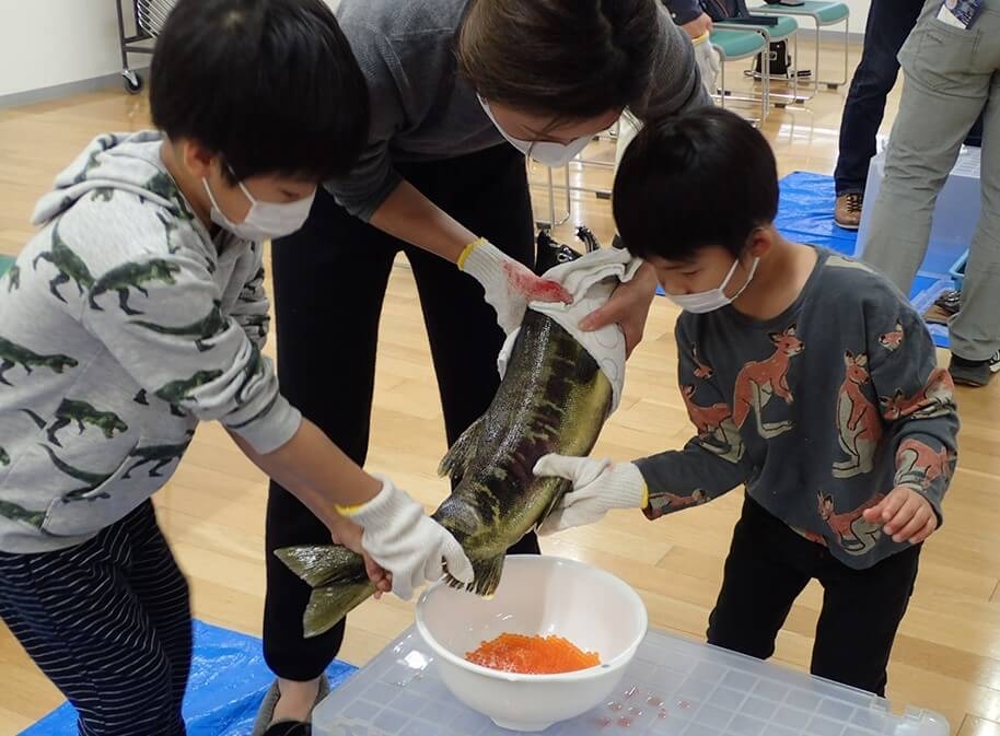 サケふるセミナー「サケの採卵体験」（9月）