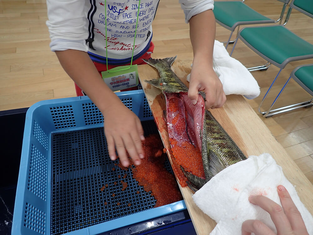 サケふるセミナー「サケの採卵体験」（9月）