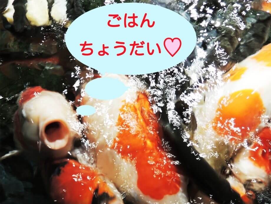 【平日限定】コイのエサやり体験(9月)